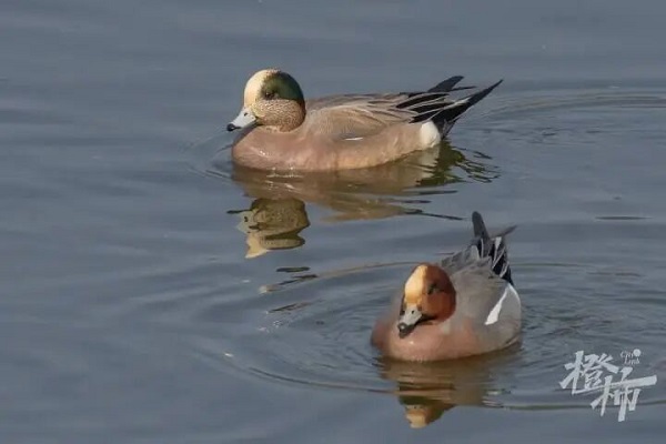 绿眉鸭2.jpg