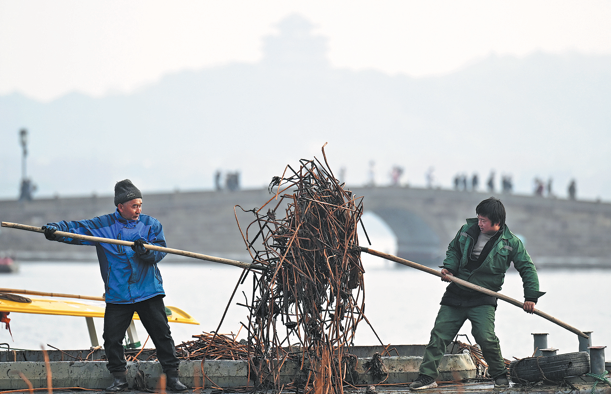 West Lake undergoes cleanup, ensuring environment for lotus growth