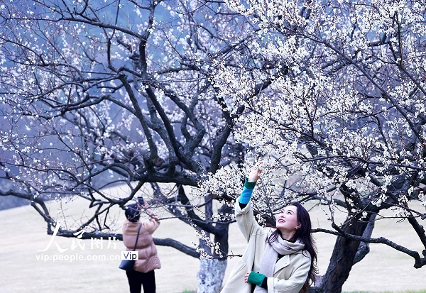 Spring quietly settles over Chaoshan Mountain with plum blossoms