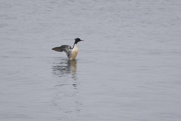 Rare migratory birds flock to Qiantang River