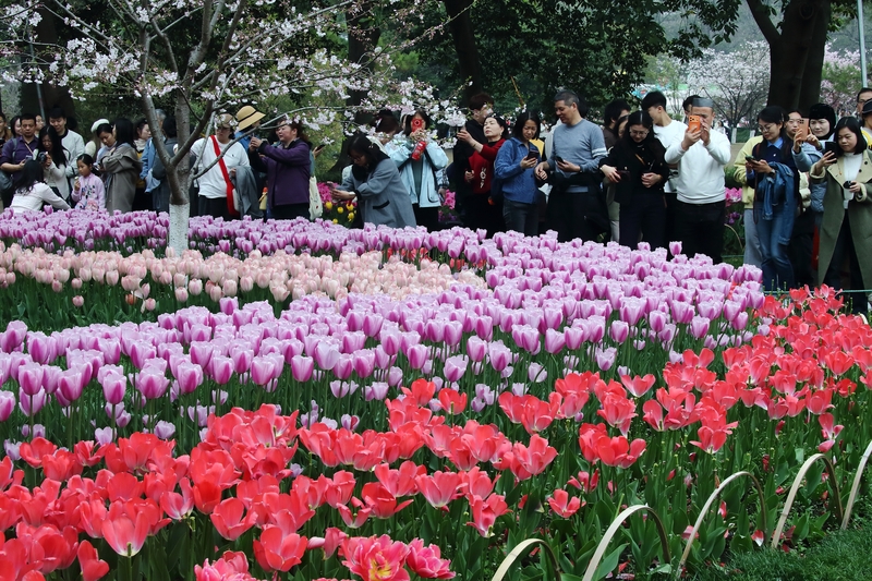 Springtime splendor: a visual journey through Hangzhou