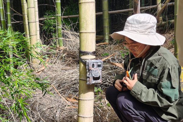 Cutting bamboo to restore nature: Hangzhou team tackles 'green desert' crisis