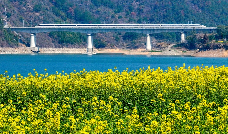 A journey through Jiangnan's blossoms