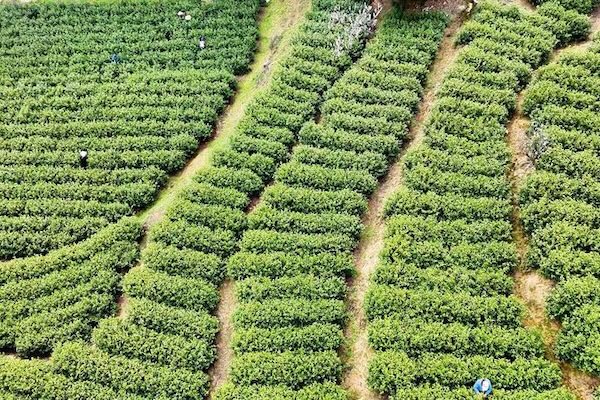 Early Wuniuzao tea harvest begins in Chun'an