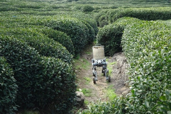 Robot tea farmers boost spring harvest in Hangzhou