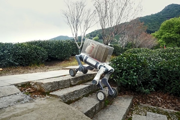 采茶机器狗2.jpg