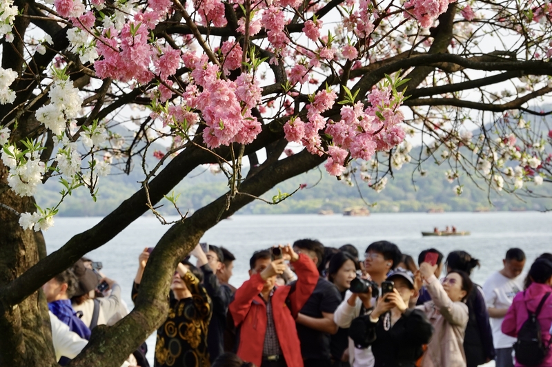 Peach blossoms, willows draw visitors to West Lake