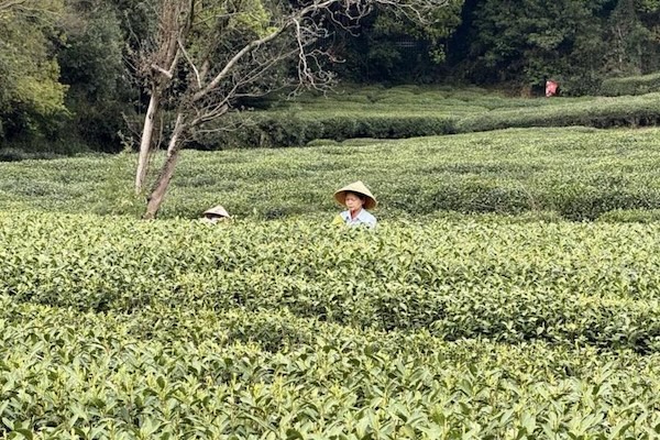 Scientist helps enhance quality of West Lake Longjing tea