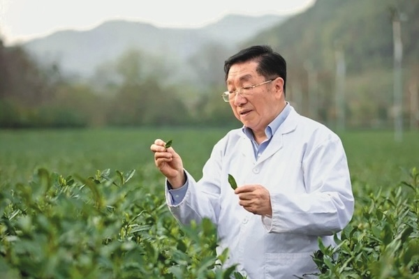 Tea science pioneer Chen Zongmao: One life, one passion, one cup of tea