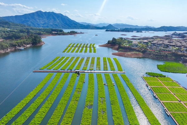 Fresh green harvest on Qiandao Lake