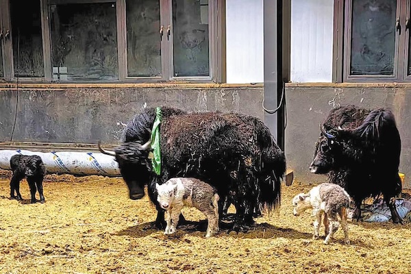 Plans to clone over 100 yaks by 2028