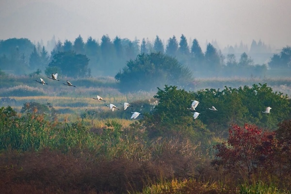 Birdwatching in Hangzhou: Where lake, mountains and wings meet