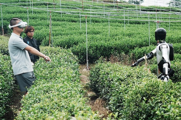Robot tea picker