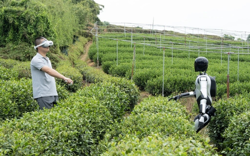Zhejiang tea exports account for nearly 40 percent of China's total