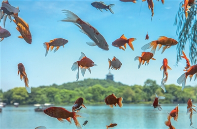 Dreamy goldfish tank by West Lake becomes a new photo hotspot