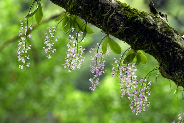 Over 400 rare 'mountain elves' return to Tianmu Mountain
