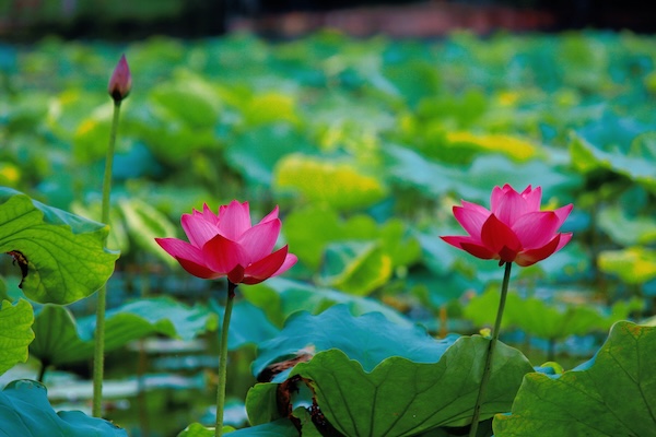 West Lake's first lotus blossoms of the year appear at Gushan area