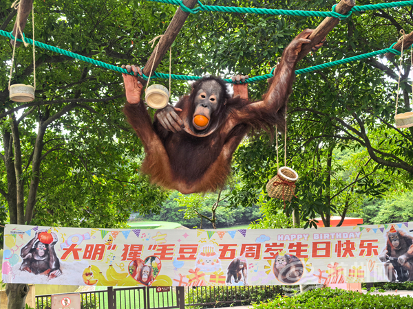 Orangutan Maodou celebrates fifth birthday at Hangzhou Safari Park