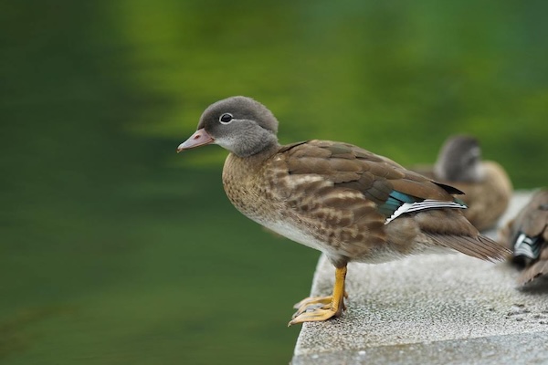 16 ducklings at Taiziwan Park set to take first flight