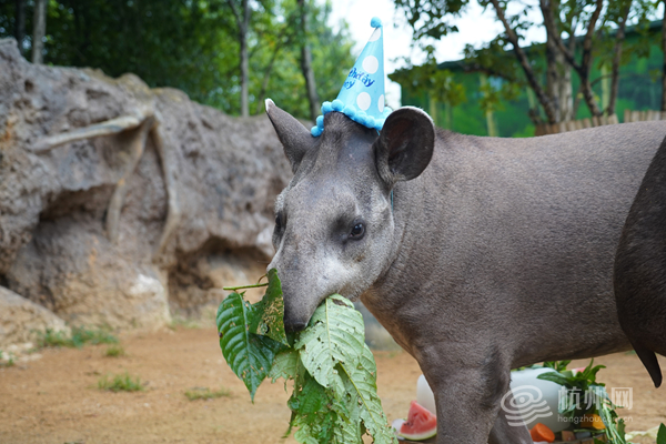 South American tapir fetes 2nd bday at Hangzhou Safari Park