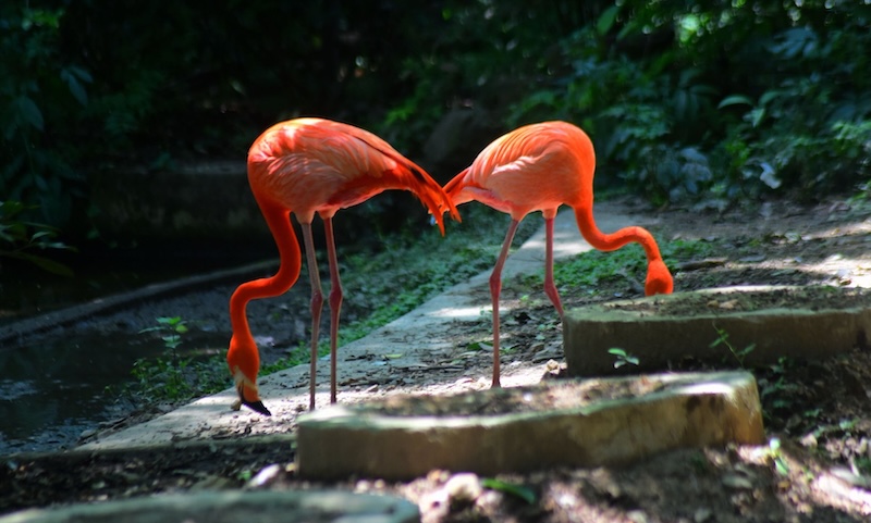 Animals beat the heat at Hangzhou Zoo