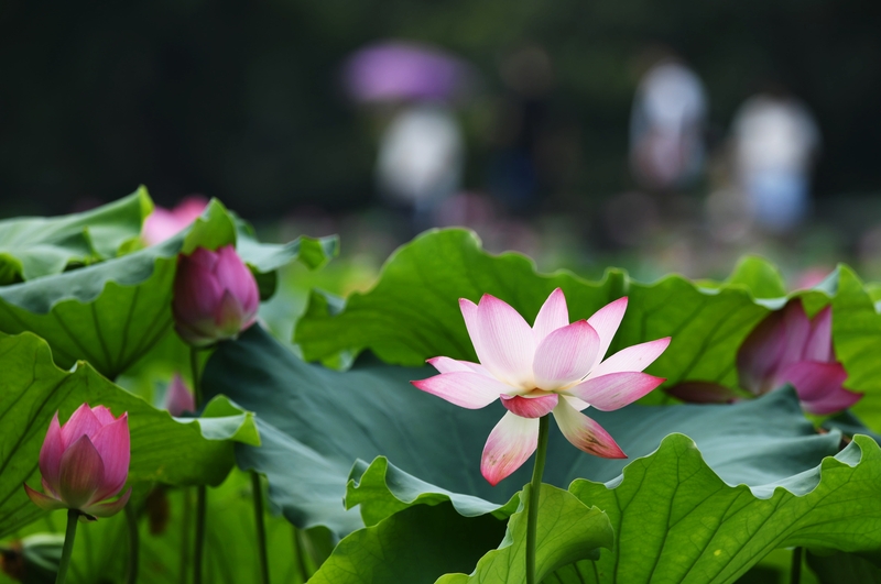 Lotus blossoms draw visitors to West Lake