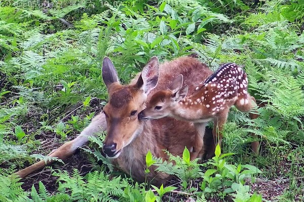 Nine sika deer fawns born at Qingliangfeng nature reserve