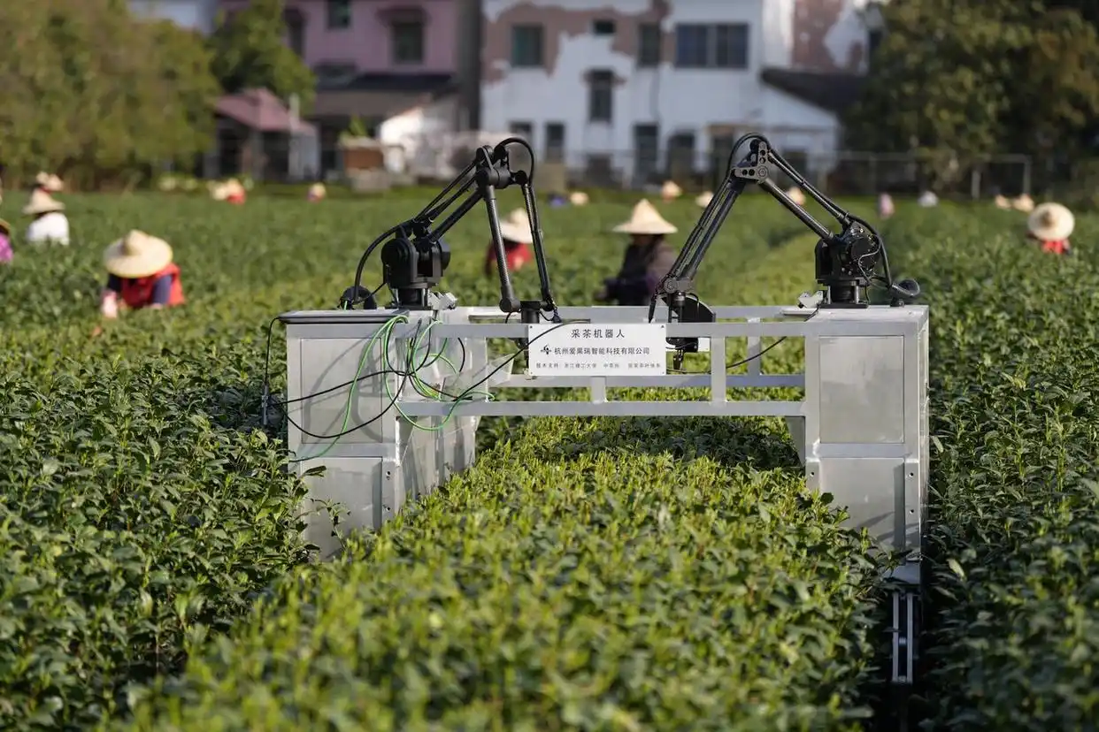 Robots revolutionize spring tea harvest in East China