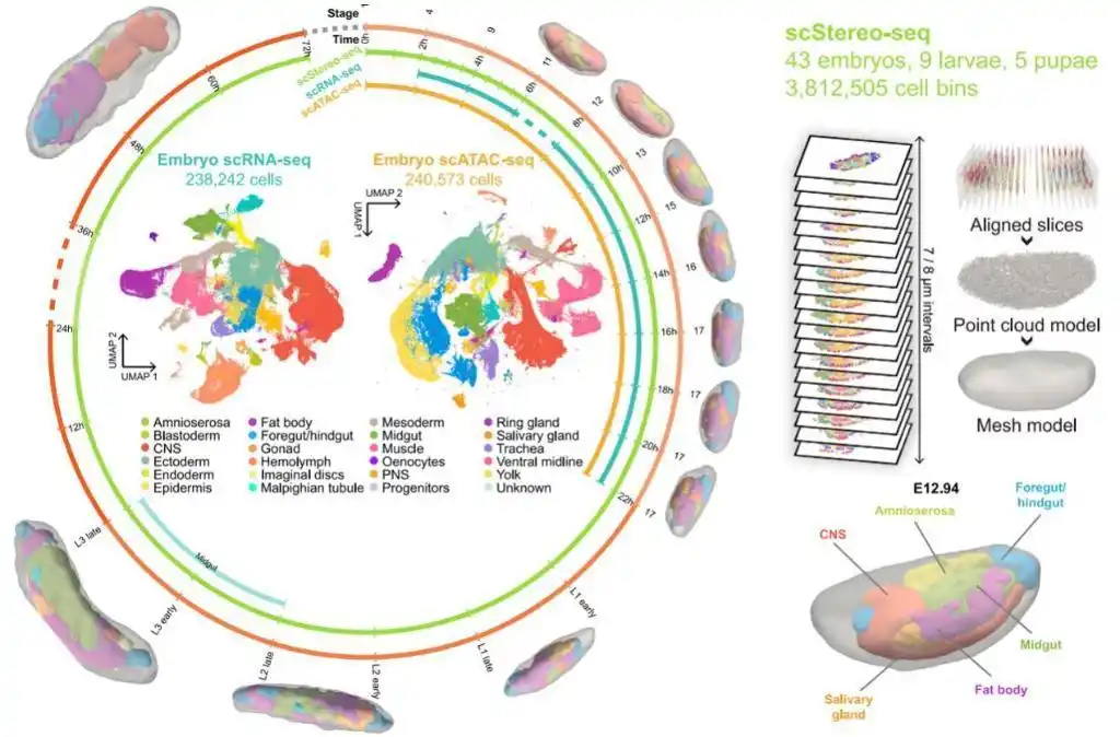 Scientists decode fruit flies' entire life cycle, offering clues for human health