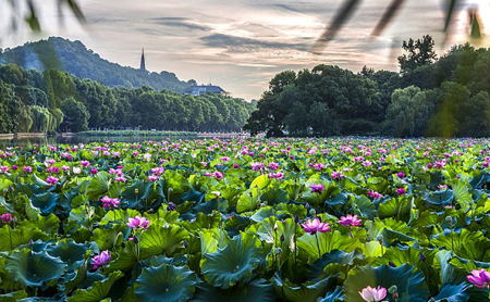 Mastering Chinese Poetry: Enjoy the beauty of lotuses at 'Duanwu'