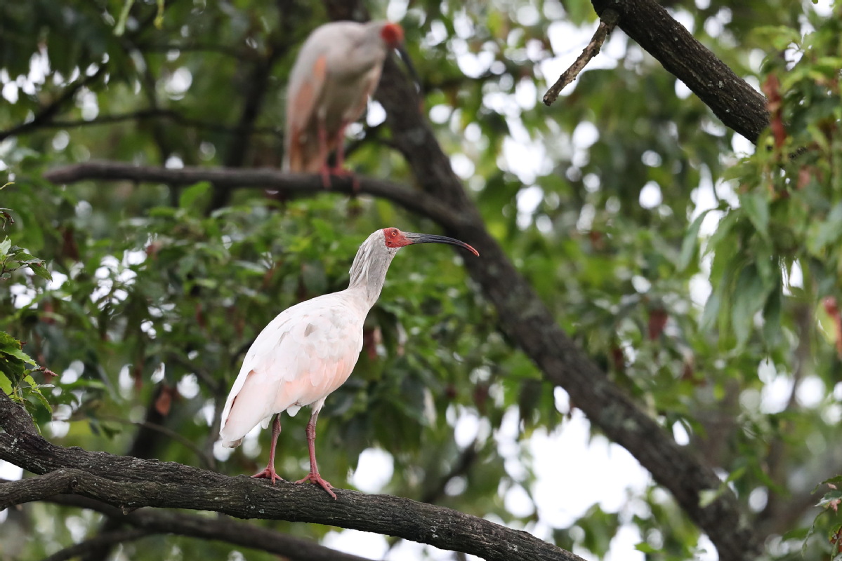 Hangzhou's Beihu Marshland: A paradise for birds