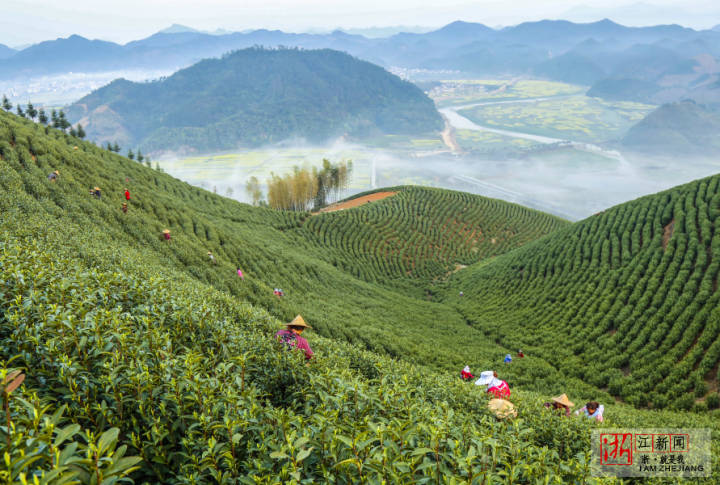 Farmers pick tea leaves at tea garden in Hangzhou
