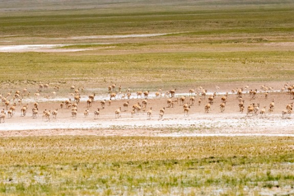 Biodiversity: China's progress, ideas and experience