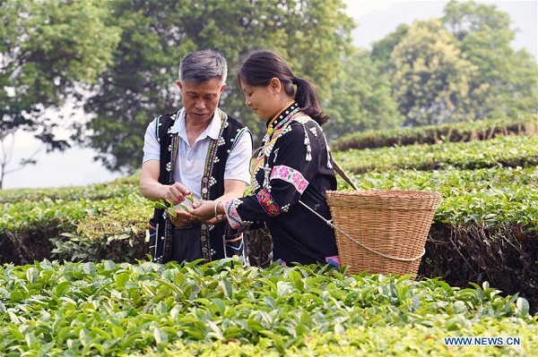 Chinese tea culture flourishes among young generation