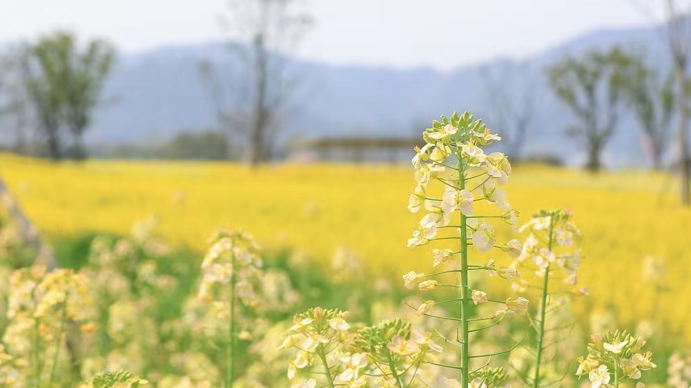 Enjoy the view of a rapeseed flower field in Hangzhou
