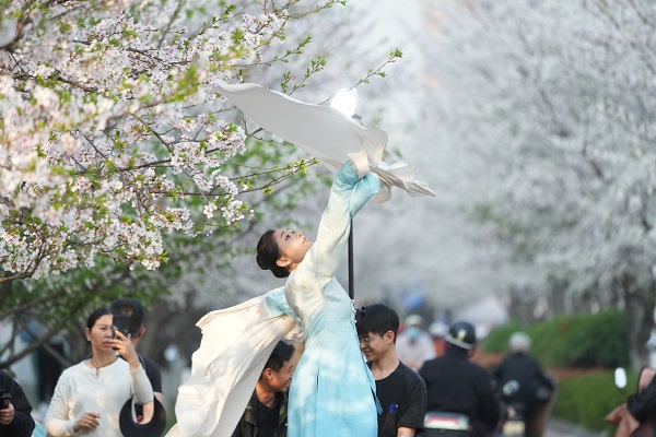 People enjoy cherry blossoms in Hangzhou, China's Zhejiang