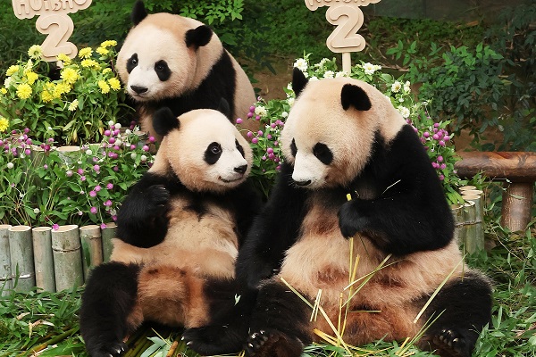 Panda birthdays celebrated across China and beyond, drawing crowds and boosting eco-awareness