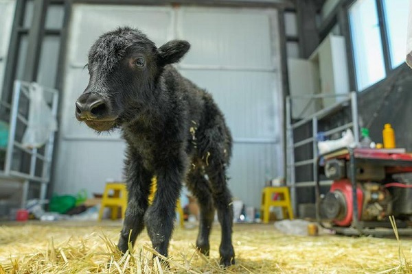 Chinese scientists successfully clone yak