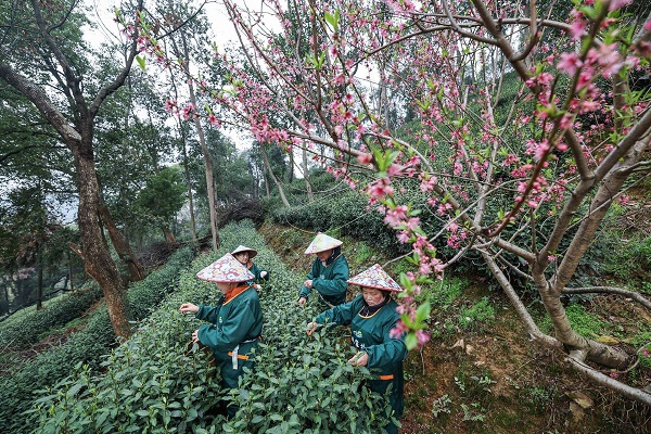 Tea farmers harvest West Lake Longjing tea in China's Hangzhou