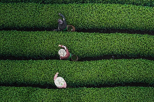 Tea garden in Meijiawu village, Hangzhou