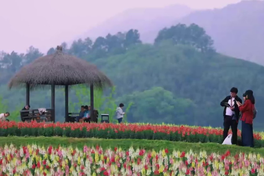 Discover a spring scene at Jingshan Flower Sea