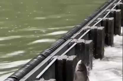 Carp leap — Good luck to all Gaokao candidates