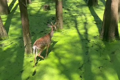 Small deer step between trees at Qingshan Lake