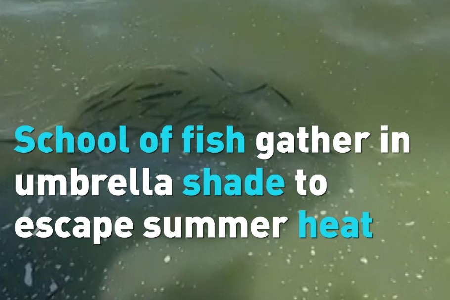 School of fish gather in umbrella shade to escape summer heat
