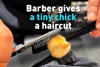 Barber gives a tiny chick a haircut