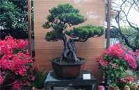 Zhejiang-style bonsais on show in Hangzhou