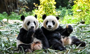 Hangzhou to build giant panda research and breeding center
