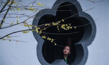 Wintersweet blossoms in Hangzhou