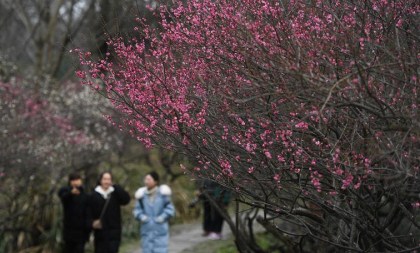 In pics: plum flowers at Xixi National Wetland Park in Hangzhou