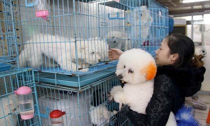 Hangzhou makes 'Lost Dogs' a thing of the past with chip service